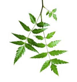 Ayurvedic Leaves